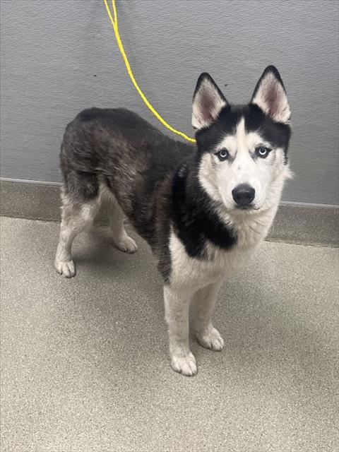 Shelter Stray Male Dog last seen Near BLOCK S NELLIS BLVD, LAS VEGAS NV 89104, 655 N Mojave Rd, Las Vegas, NV 89101, USA