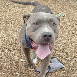 Shelter Stray Female Dog last seen Near BLOCK SW 151ST ST, BURIEN WA 98166, 21615 64th Ave S, Kent, WA 98032, USA