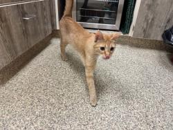 Shelter Stray Female Cat last seen Near BLOCK RUSHPINK ST, COLORADO SPRINGS CO 80925, 610 Abbot Ln, Colorado Springs, CO 80905, USA