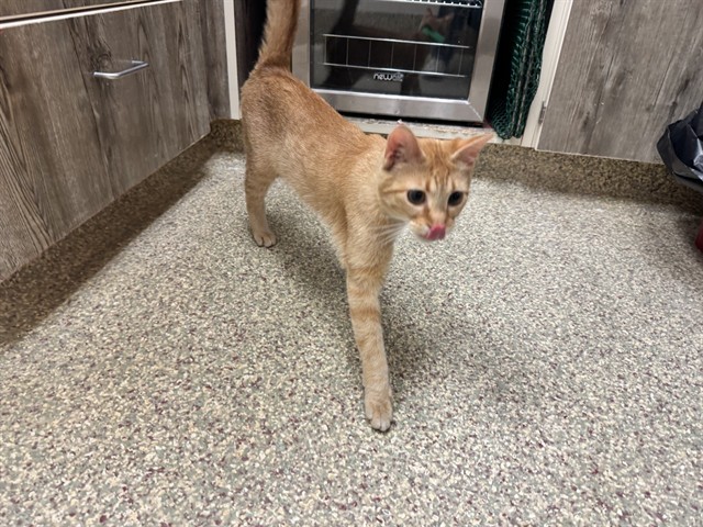 Shelter Stray Female Cat last seen Near BLOCK RUSHPINK ST, COLORADO SPRINGS CO 80925, 610 Abbot Ln, Colorado Springs, CO 80905, USA