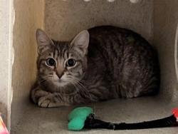 Shelter Stray Female Cat last seen Near BLOCK S 249TH PL, KENT WA 98032, 21615 64th Ave S, Kent, WA 98032, USA