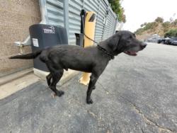Shelter Stray Male Dog last seen , 957 N Gaffey St, San Pedro, CA 90731, USA