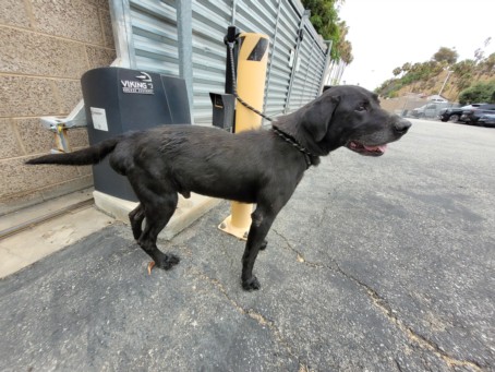 Shelter Stray Male Dog last seen , 957 N Gaffey St, San Pedro, CA 90731, USA