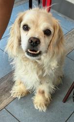 Shelter Stray Male Dog last seen RIVERDALE RD AND THORNTON PKWY, 12155 Park Blvd, Brighton, CO 80601, USA