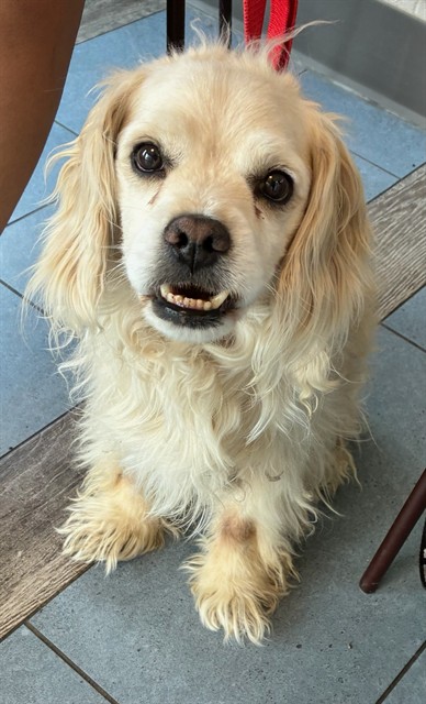 Shelter Stray Male Dog last seen RIVERDALE RD AND THORNTON PKWY, 12155 Park Blvd, Brighton, CO 80601, USA