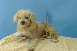 Shelter Stray Male Dog last seen , 11258 Garfield Ave, Downey, CA 90242, USA