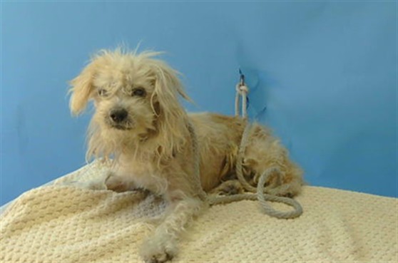 Shelter Stray Male Dog last seen , 11258 Garfield Ave, Downey, CA 90242, USA