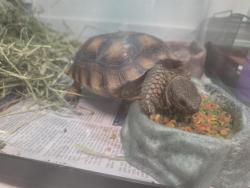 Shelter Stray Unknown Other last seen AUTUMN/AUTUMN, 92602, 6443 Oak Canyon, Irvine, CA 92618, USA