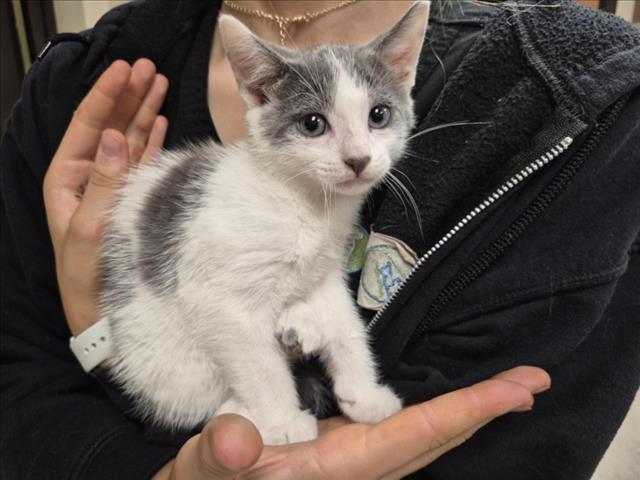 Shelter Stray Male Cat last seen SHANNON DR, 1601 Eubanks Rd, Chapel Hill, NC 27516, USA