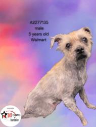 Shelter Stray Male Dog last seen , 3201 Lacy St, Los Angeles, CA 90031, USA