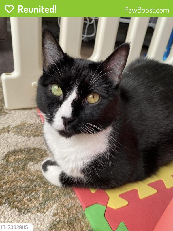 Reunited Female Cat last seen Near 110th and Georgia , Kansas City, KS 66109