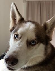 Reunited Male Dog last seen Pinewood Road, Rock Hill, SC 29730