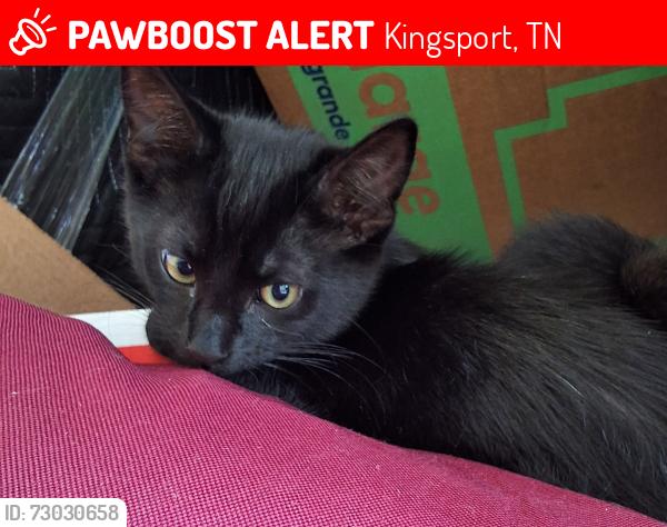 Lost Male Cat last seen Lawrence ave, Kingsport, TN 37665