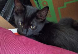 Lost Male Cat last seen Lawrence ave, Kingsport, TN 37665