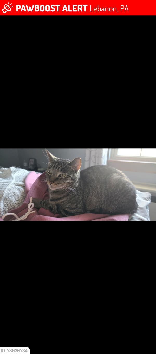 Lost Female Cat last seen 24th and Guilford Street, Lebanon, PA 17046