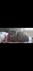 Lost Female Cat last seen 24th and Guilford Street, Lebanon, PA 17046