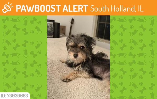 Found/Stray Female Dog last seen 162nd between Drexel and Ellis. Parking lot of Holland printing, South Holland, IL 60473