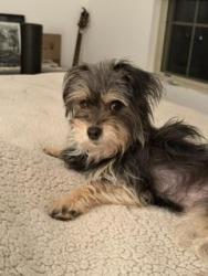 Found/Stray Female Dog last seen 162nd between Drexel and Ellis. Parking lot of Holland printing, South Holland, IL 60473