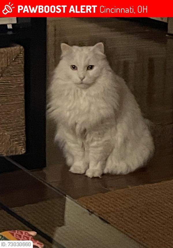 Lost Male Cat last seen Beechmont Ave. and Crestview Place in Mt. Washington (Cincinnati), Cincinnati, OH 45230