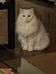 Lost Male Cat last seen Beechmont Ave. and Crestview Place in Mt. Washington (Cincinnati), Cincinnati, OH 45230