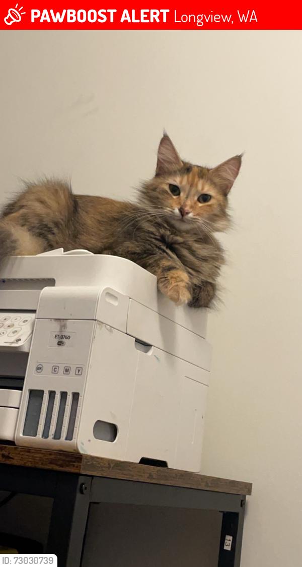 Lost Female Cat last seen Near Sires Ln, Longview, WA 98632