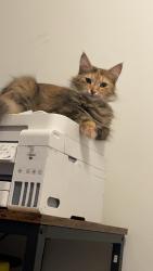 Lost Female Cat last seen Near Sires Ln, Longview, WA 98632