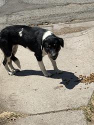 Found/Stray Unknown Dog last seen Near e 27th st san bernardino , San Bernardino, CA 92404