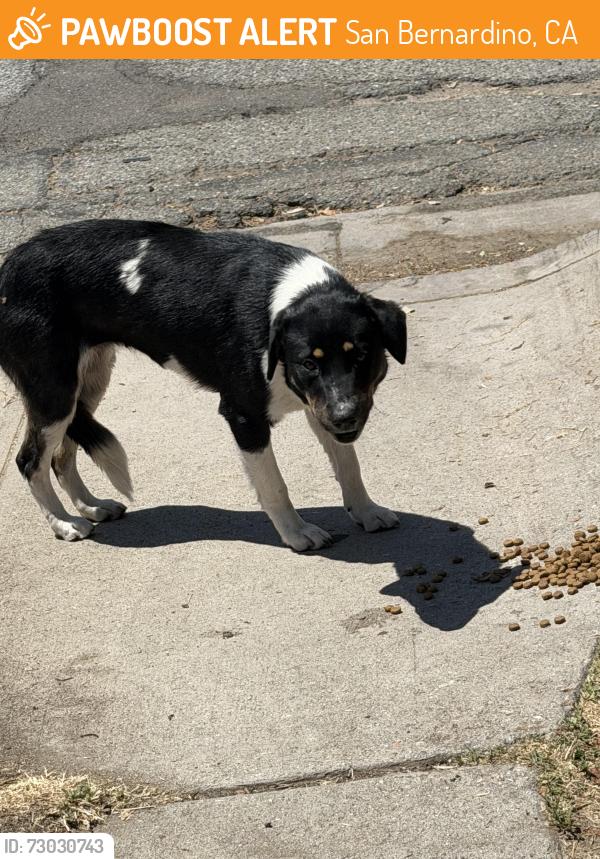 Found/Stray Unknown Dog last seen Near e 27th st san bernardino , San Bernardino, CA 92404
