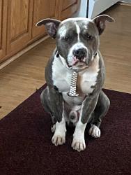 Lost Male Dog last seen LakeRoad Ave, Robbinsdale, MN 55422