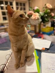 Reunited Male Cat last seen Near Greenspring Valley Road Stevenson, MD 21153, Stevenson, MD 21153