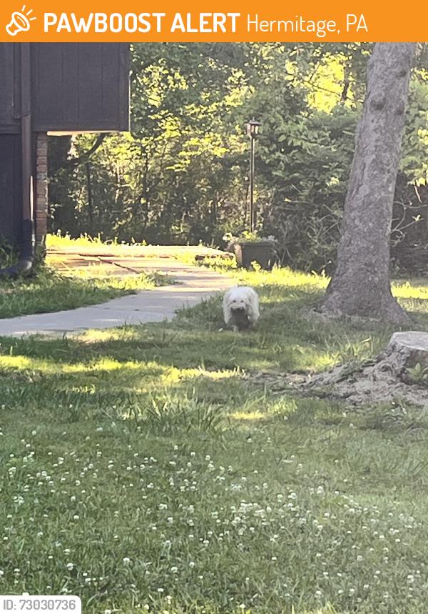 Found/Stray Unknown Dog last seen Elmo/French/Smith, Hermitage, PA 16121