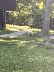 Found/Stray Unknown Dog last seen Elmo/French/Smith, Hermitage, PA 16121