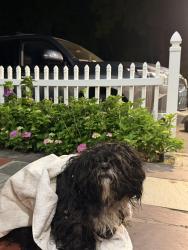 Found/Stray Male Dog last seen washington, Garden City, NY 11530