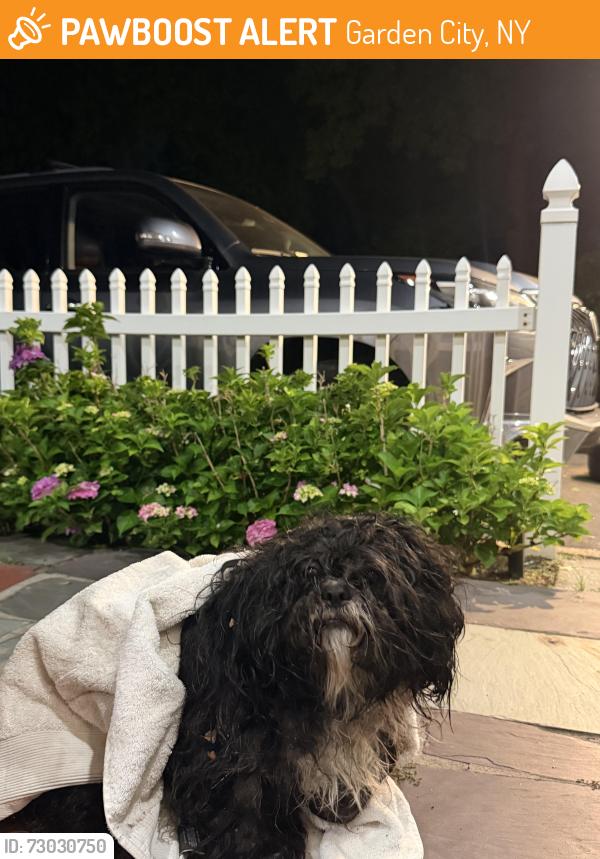 Found/Stray Male Dog last seen washington, Garden City, NY 11530