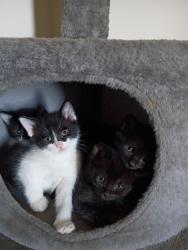 Found/Stray Unknown Cat last seen Near lakes place Tijeras nm, Tijeras, NM 87059