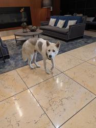 Found/Stray Male Dog last seen San Fernando and 3rd St, San Jose, CA 95116
