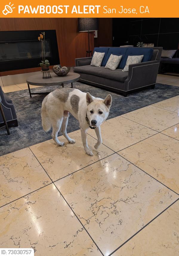 Found/Stray Male Dog last seen San Fernando and 3rd St, San Jose, CA 95116