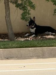 Found/Stray Unknown Dog last seen Classen & Western, Oklahoma City, OK 73118
