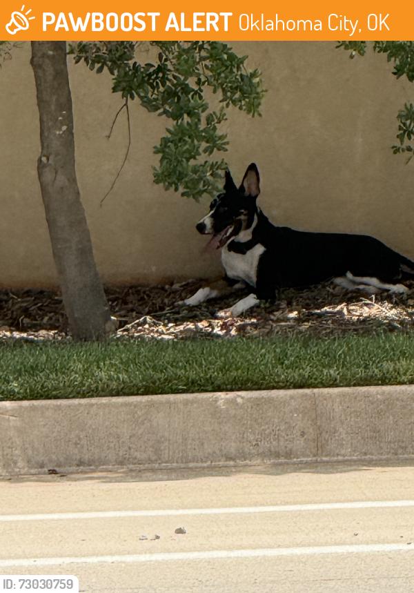 Found/Stray Unknown Dog last seen Classen & Western, Oklahoma City, OK 73118