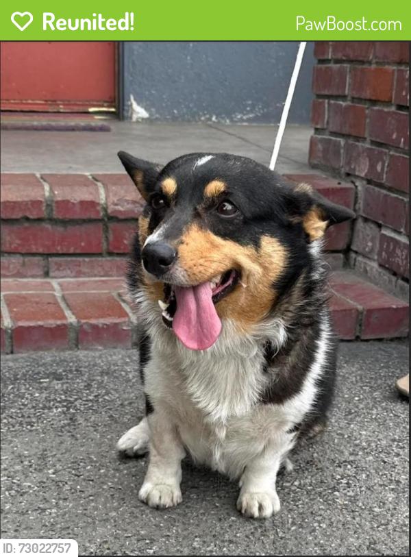 Reunited Female Dog last seen Stewart and Grey-Firestone Blvd, Downey, CA 90241