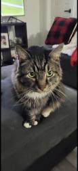 Lost Male Cat last seen Hillcrest/Mccallum, Dallas, TX 75252