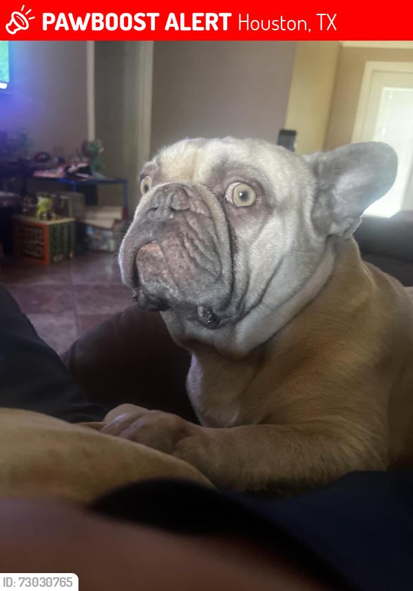Lost Male Dog last seen Ingomar way , Houston, TX 77053