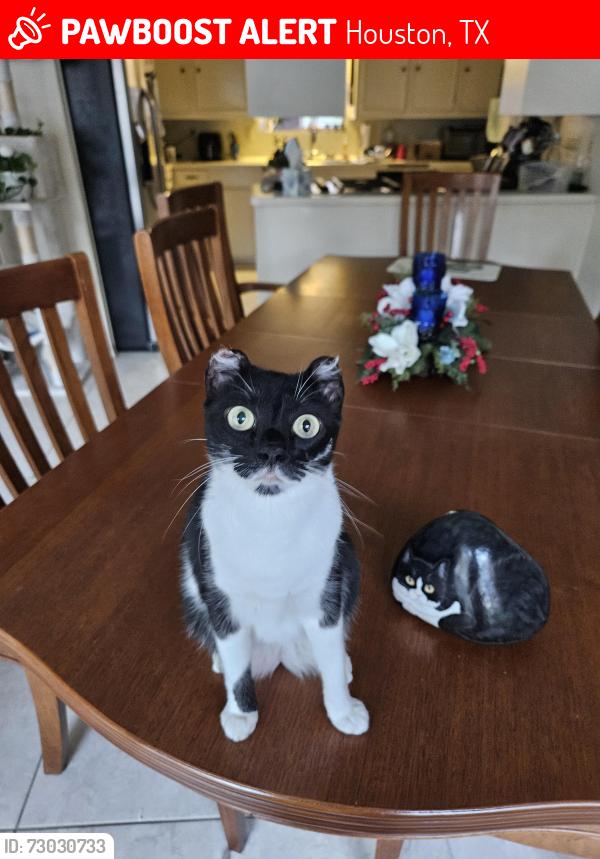 Lost Female Cat last seen Belfort at Colgate St, Houston, TX 77061