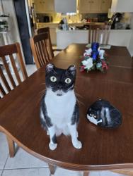 Lost Female Cat last seen Belfort at Colgate St, Houston, TX 77061
