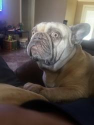 Lost Male Dog last seen Ingomar way , Houston, TX 77053