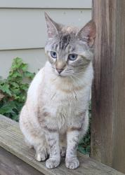 Lost Female Cat last seen Seigel rd, Mahoning County, OH 44514