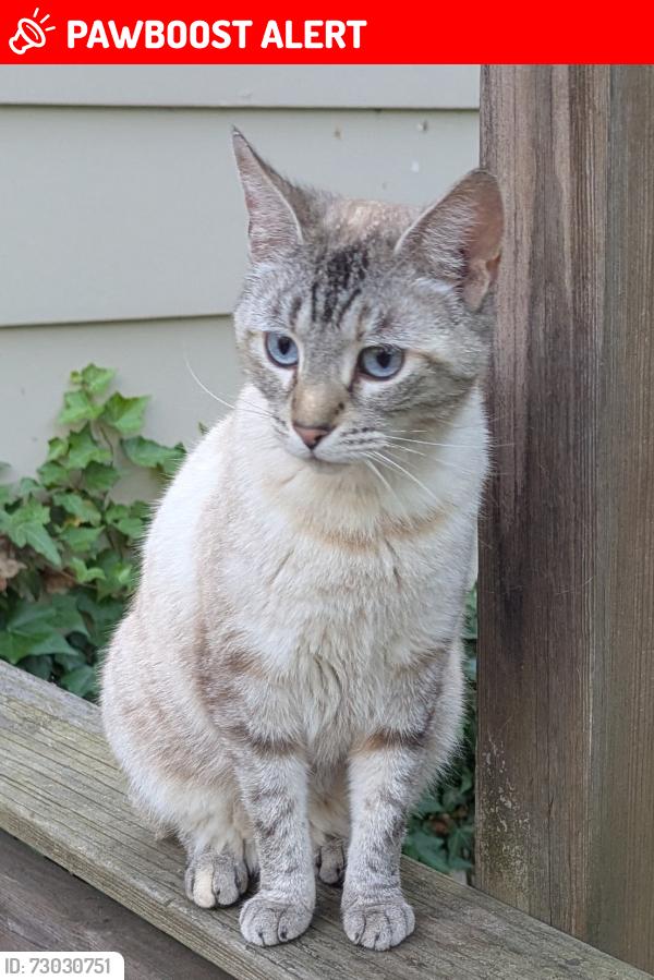 Lost Female Cat last seen Seigel rd, Mahoning County, OH 44514