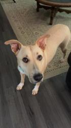 Reunited Female Dog last seen Bells Ferry and Chastain Rd, Marietta, GA 30066