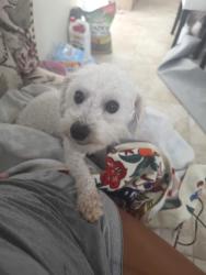 Found/Stray Male Dog last seen Sw139th pl, Homestead, FL 33032