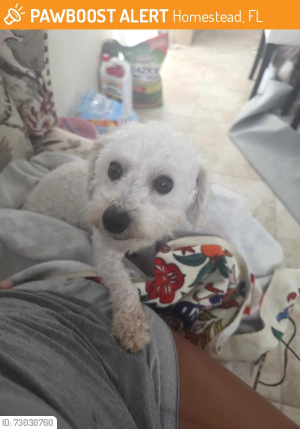 Found/Stray Male Dog last seen Sw139th pl, Homestead, FL 33032
